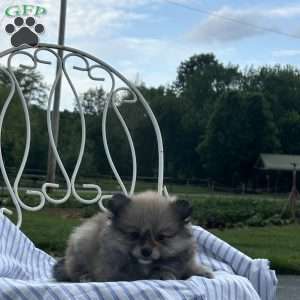 Elsa, Pomeranian Puppy